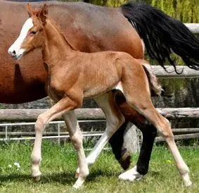 Golden boy semilly tornesch x quidam de revel